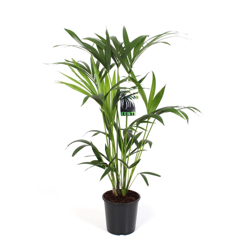 Howea forsteriana - ø19cm - ↕80cm - plantes d'intérieur