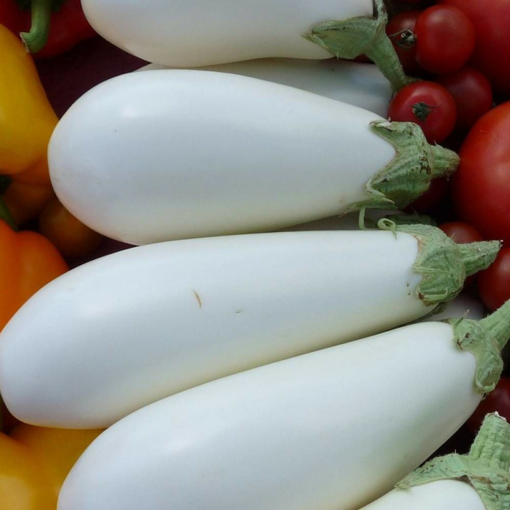 Graines d'aubergine blanche ronde à oeuf - vilmorin sachet