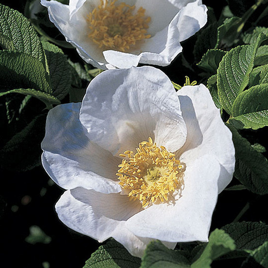 2 x rosier 'alba' - rosa 'alba' - 40-60 cm pot