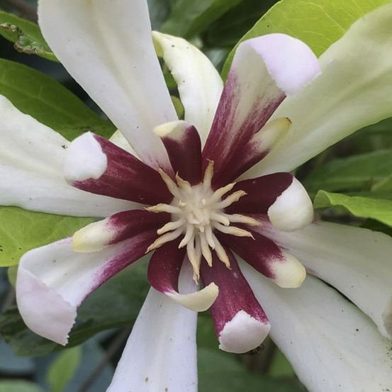 Arbre pompadour 'venus' pot de 3l/4l