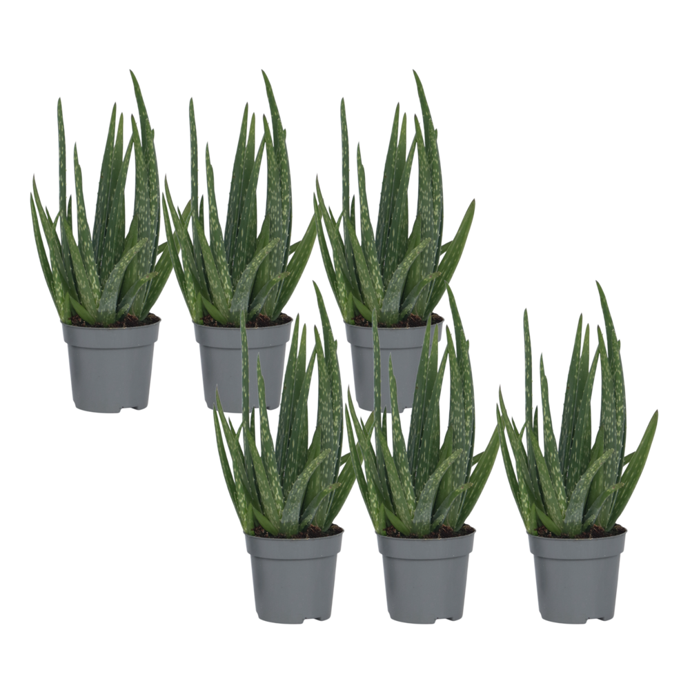 Aloe vera - set de 6 - aloe barbadensis - hauteur 25-40cm - ⌀10,5cm