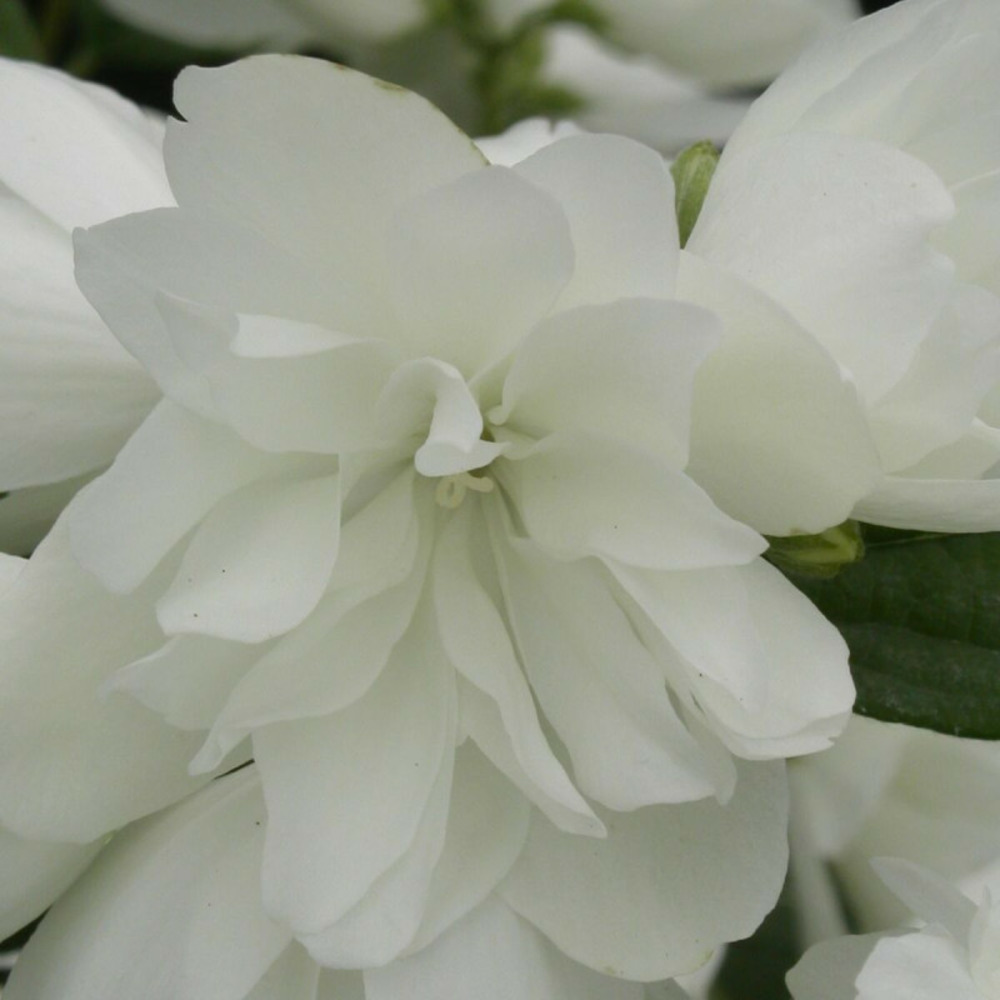 Seringat des jardins manteau d'hermine, philadelphus pot de 4l - 40/60 cm