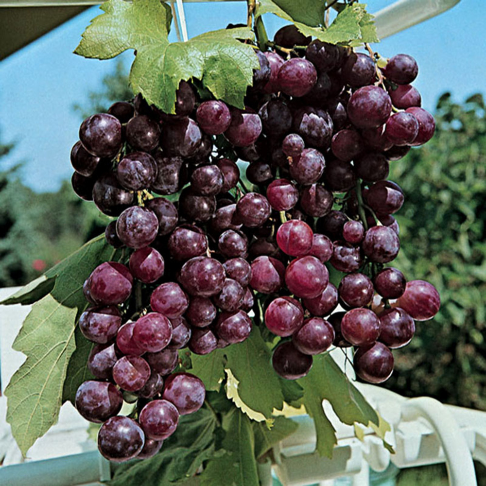 Vigne 'cardinal' pot de 1,5l/2l