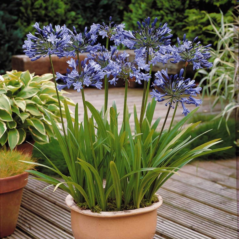 3 agapanthes bleues - le paquet de 3 racines nues