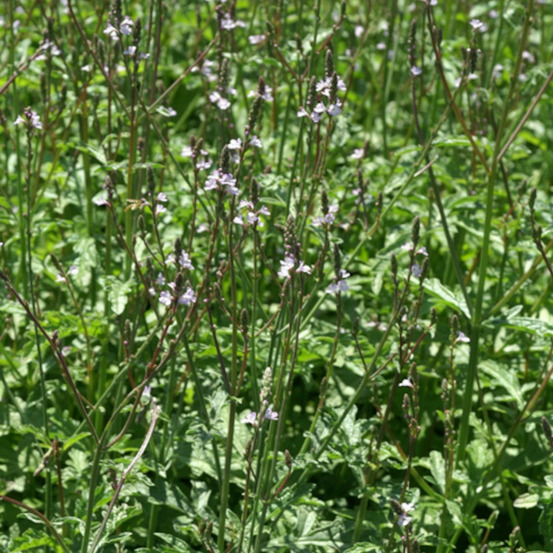 Verveine officinale lot de 3 godets