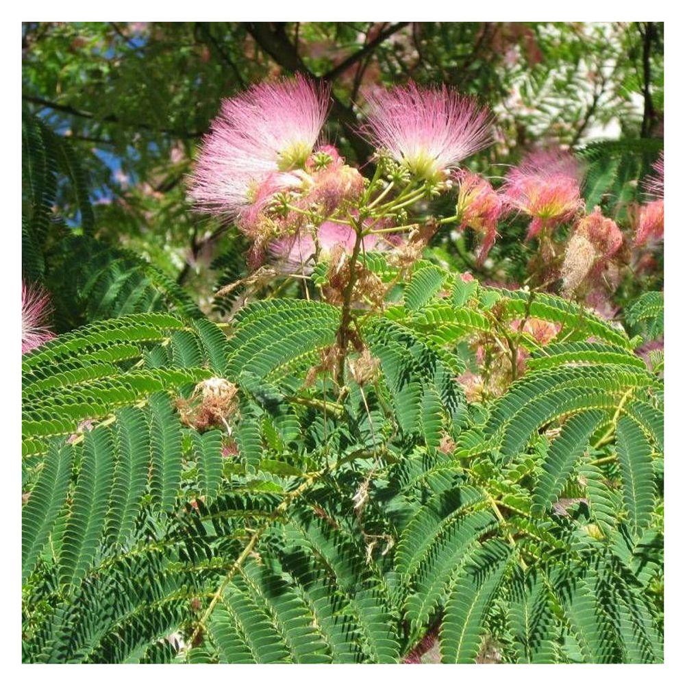 Arbre à soie ombrella® 'boulbri', albizia pot de 15l - 100/120 cm