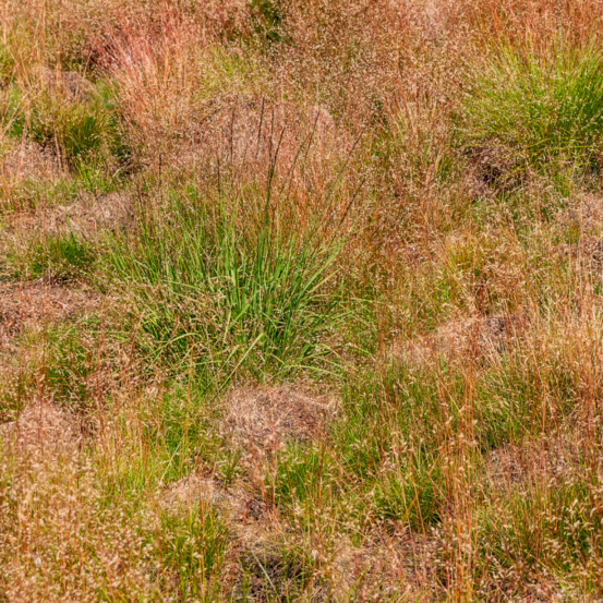 Molinie bleue heidebraut - molinia caerulea heidebraut 100 cm pot 7,5l