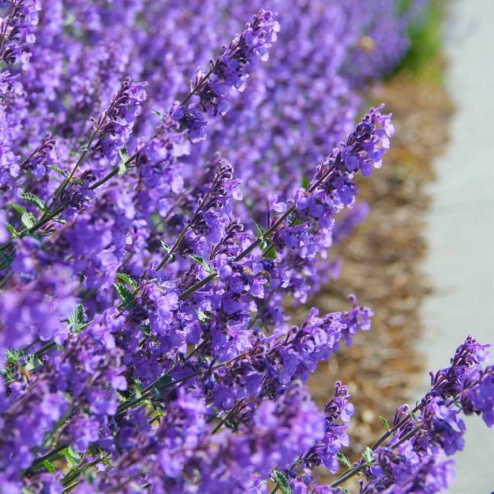 3 menthes des chats 'cat's pajamas' (nepeta 'cat's pajamas')