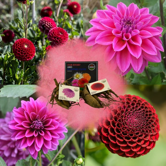 Dahlia bulbes - mix gerard's darlings, natal & blue bell, 2 pièces