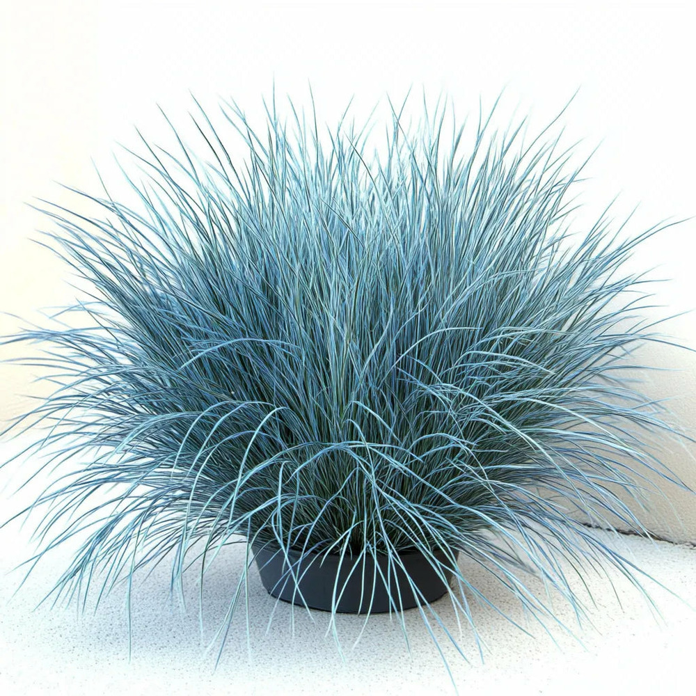 500 graines de fétuque bleue (festuca glauca) - semisauvage permaculture