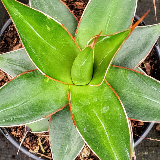 Agave 'impressive' godet de 8/9 cm