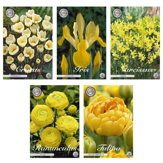 Mix de bulbes (crocus, iris, narcisses, renoncules, tulipes) - 62 unités