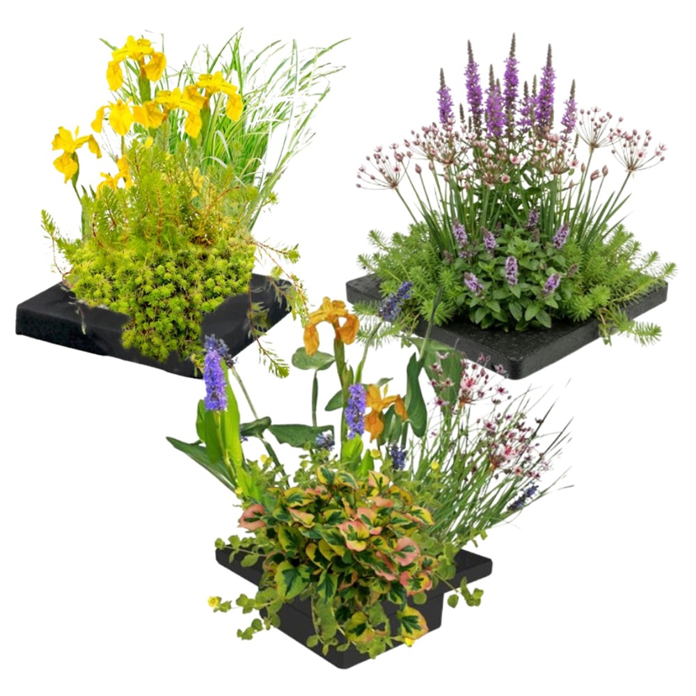Ensemble de 3 îlots pour plantes d'étang - 12 plantes aquatiques