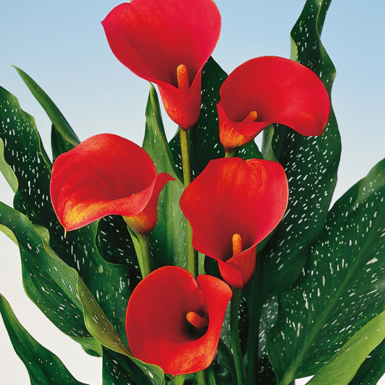 Arum rouge - 1 bulbe