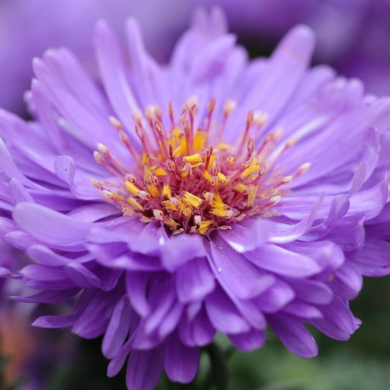 Aster grand d'automne novae-angliae purple dome godet - 5/20 cm
