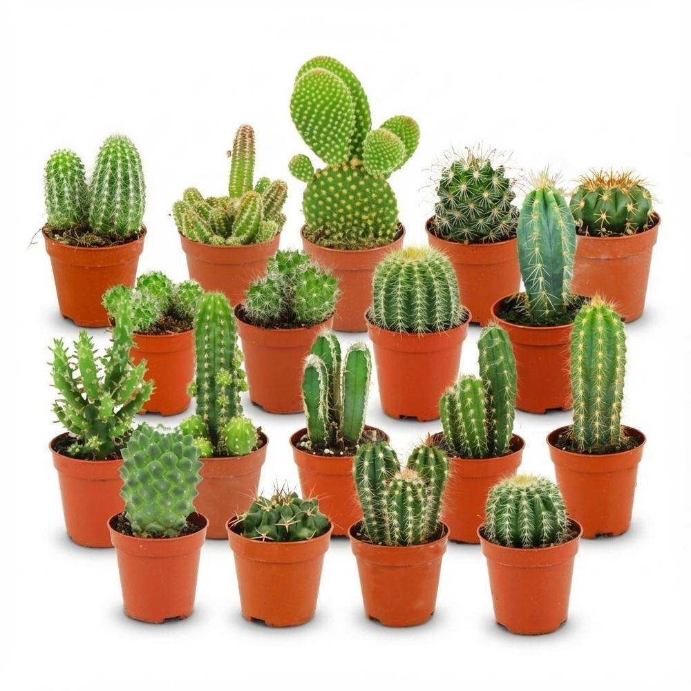 Mini cactus - lot de 18 - ø5,5cm - ↕10cm - plante d’intérieur