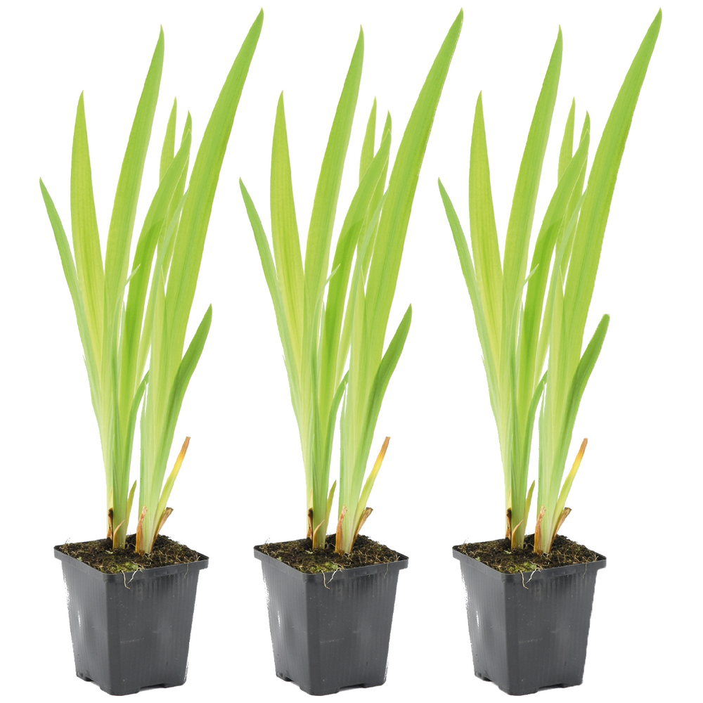 Lot de 3 - iris versicolor - iris versicolore - plantes de bassin - hauteur 20-30 cm - pot 9 cm