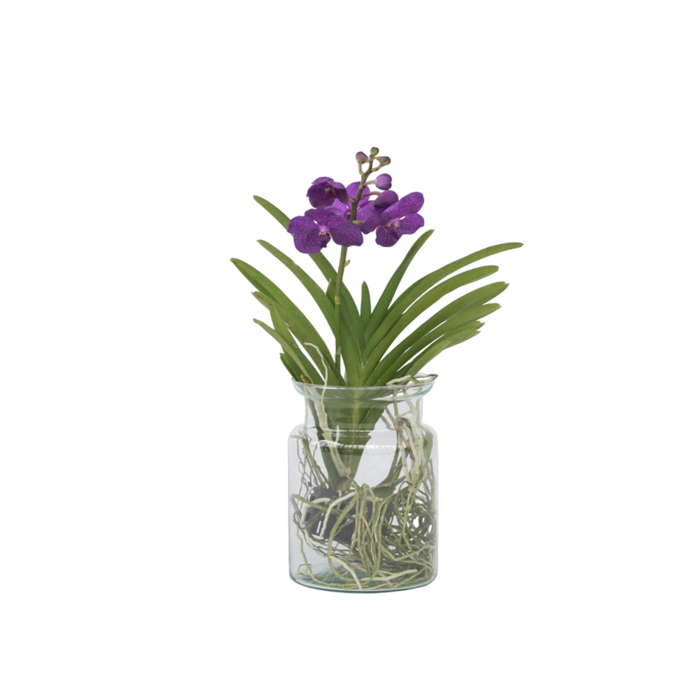 Orchidée - vanda 'blue' - hauteur 40-50cm - ⌀14cm