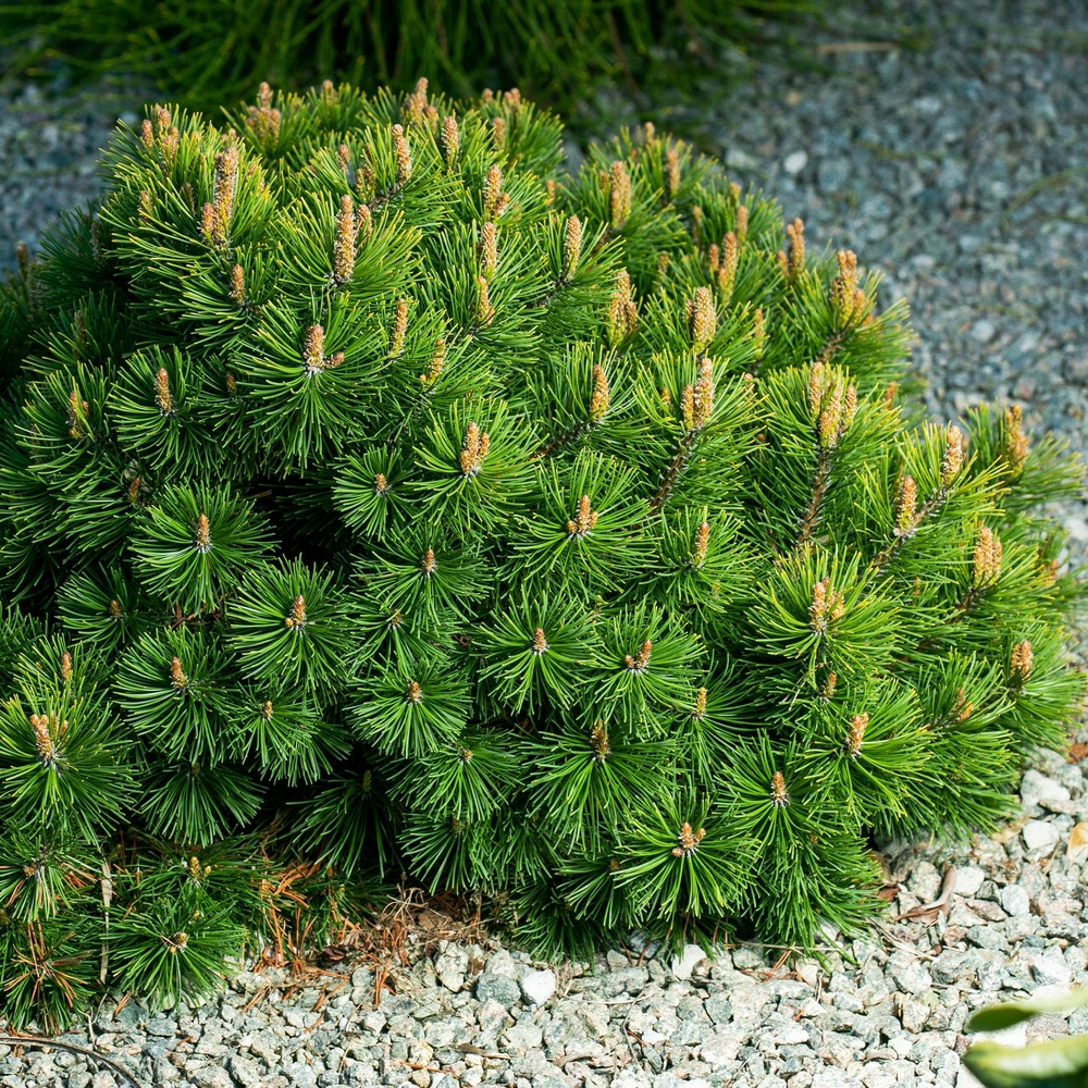 Pin des montagnes - le pot / 3l / hauteur livrée 20-30cm