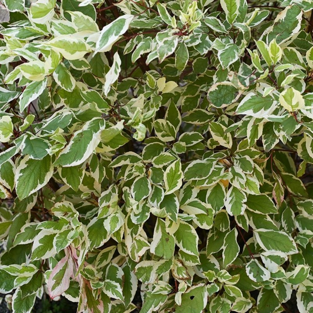 Fusain du japon 'bravo' (euonymus japonicus 'bravo')