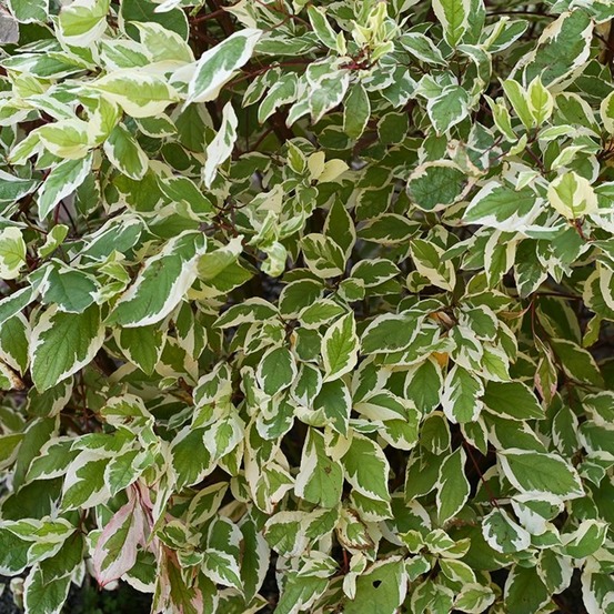 Fusain du japon 'bravo' (euonymus japonicus 'bravo')