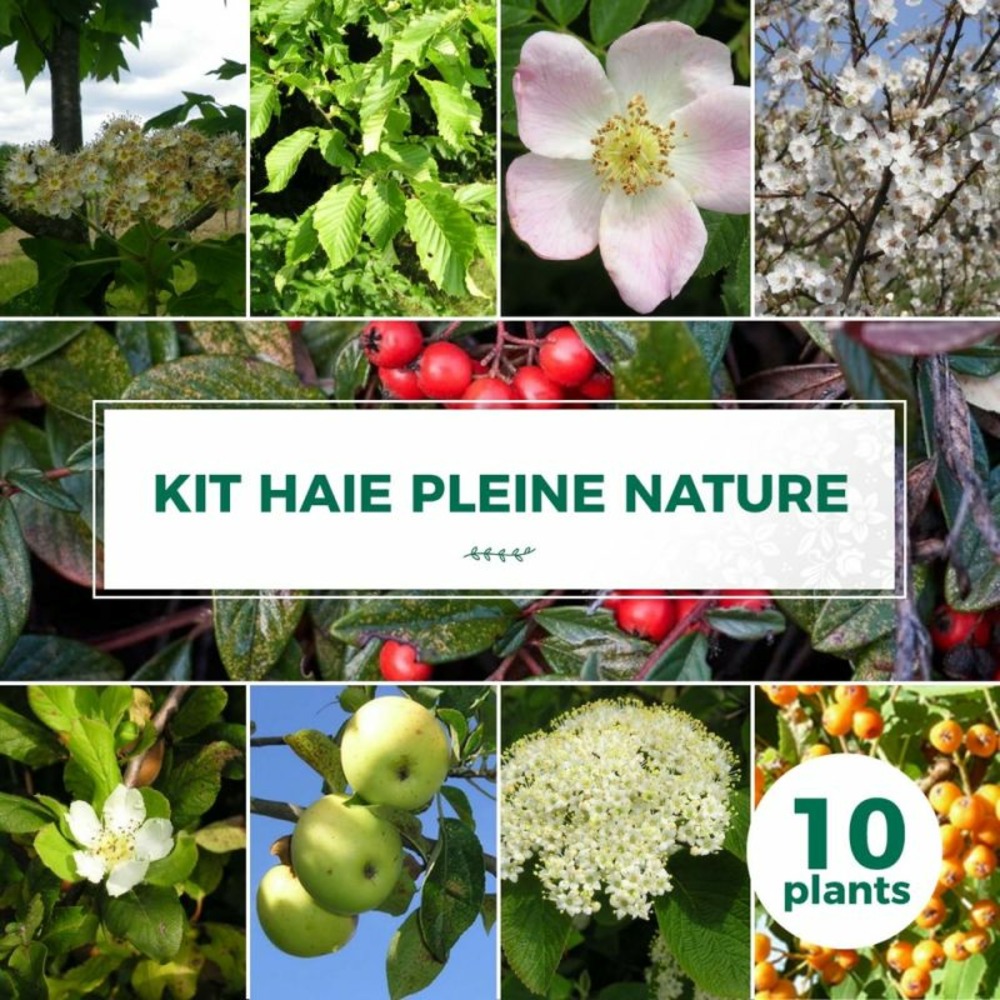 Haie pleine nature - 10 arbustes