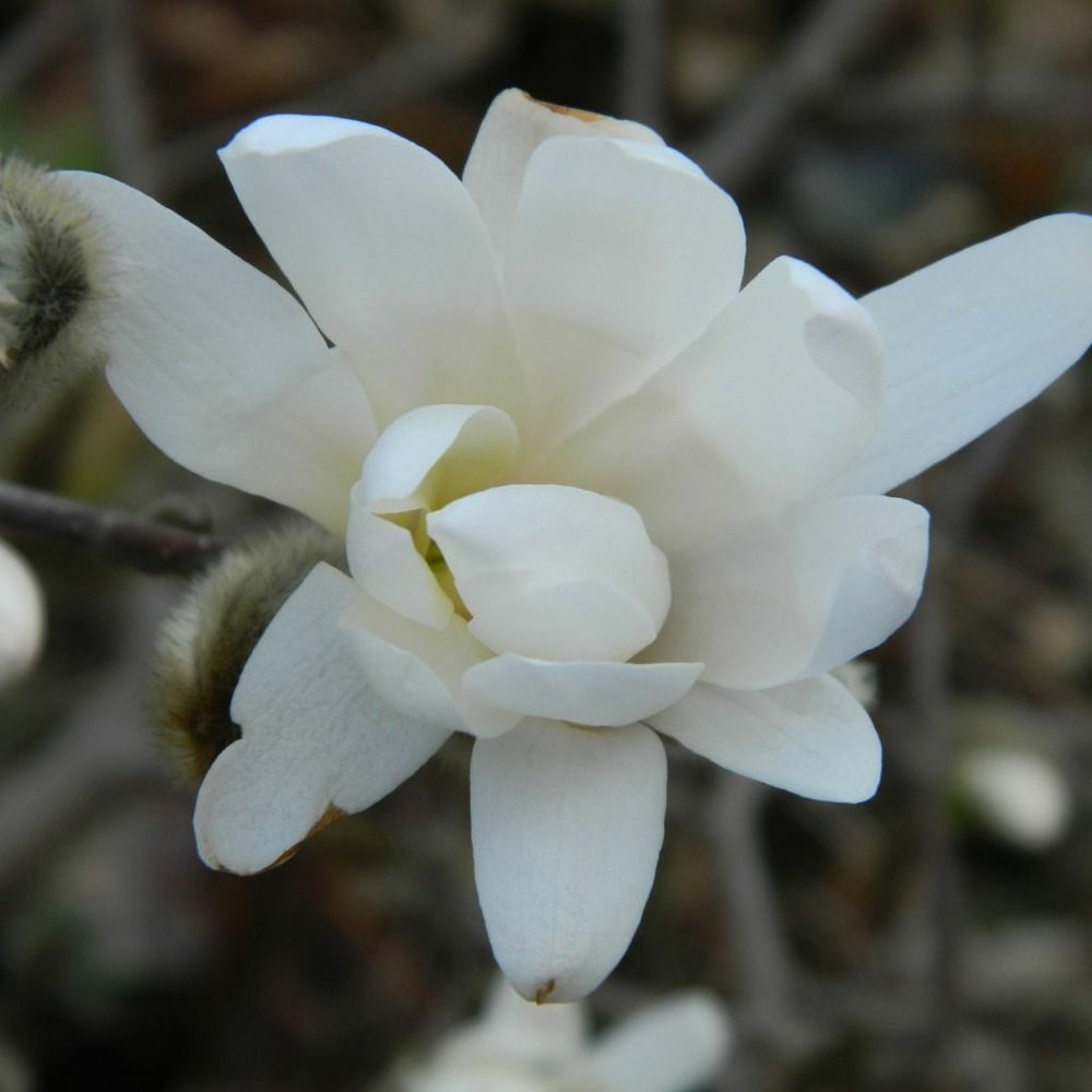 Magnolia dénudé 'double diamond' pot de 7,5l/10l