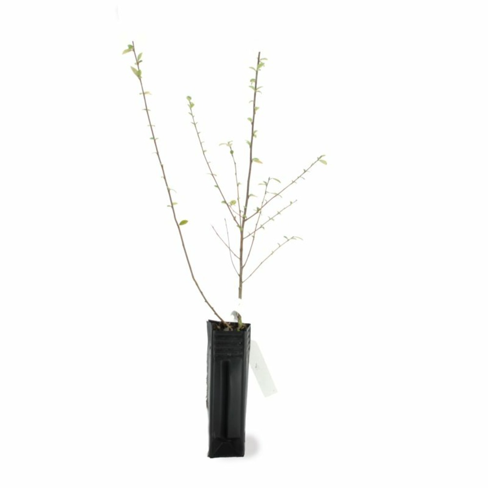 COTONEASTER FRANCH GF H20A40-(766434)