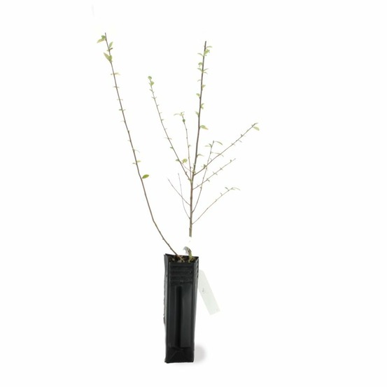COTONEASTER FRANCH GF H20A40-(766434)