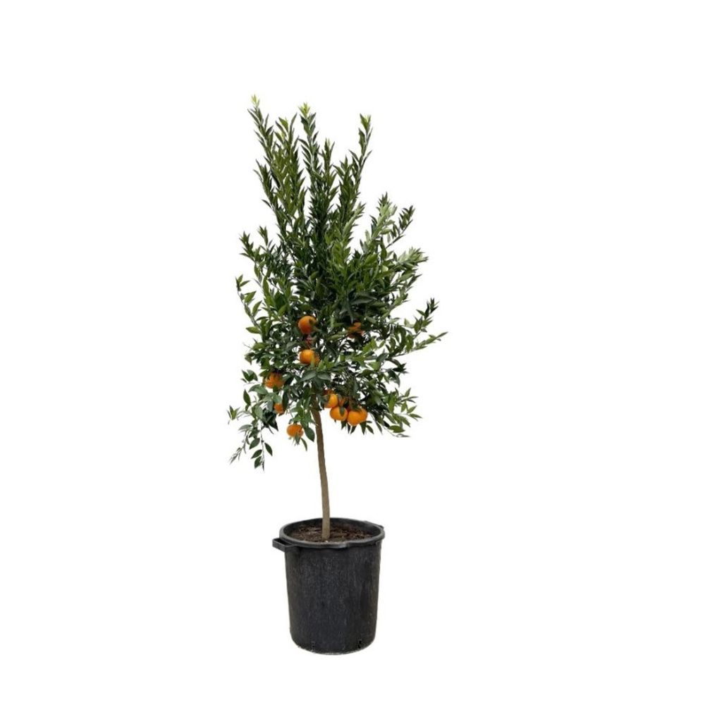 Oranger new hall xl h-110/130 cm