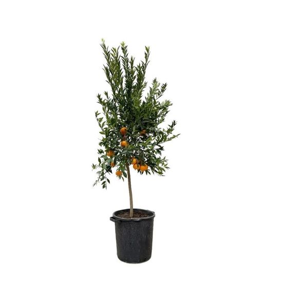Oranger new hall xl h-110/130 cm