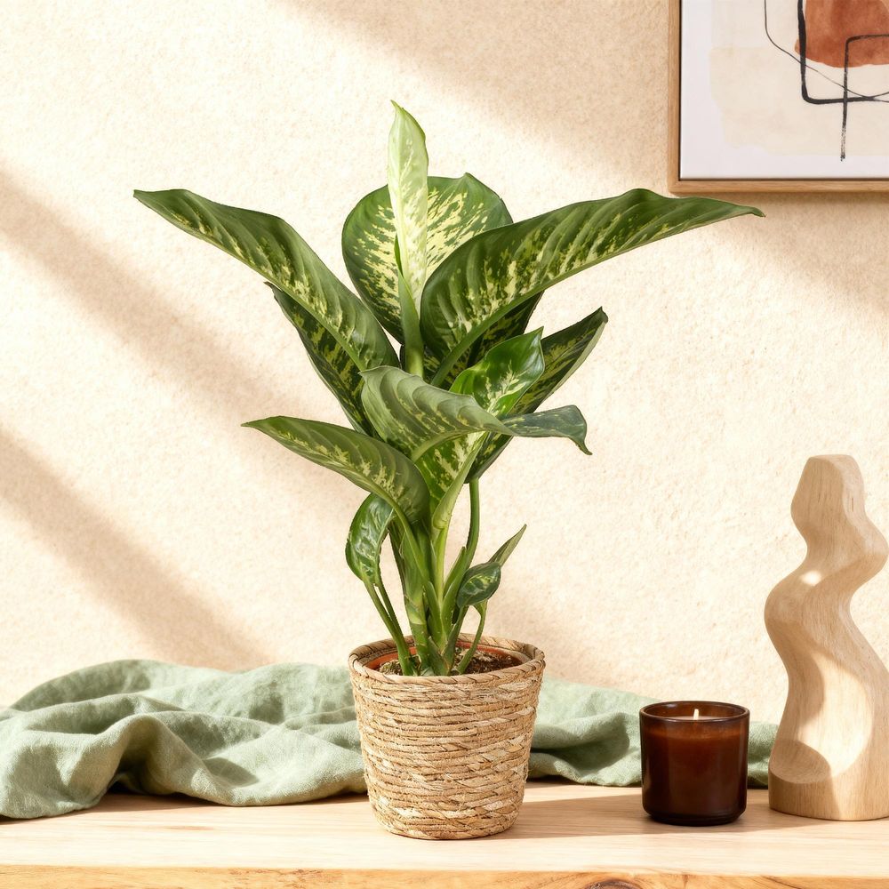 Diefenbachia tropic snow - dieffenbachia - pot de 21cm - hauteur 90-100cm