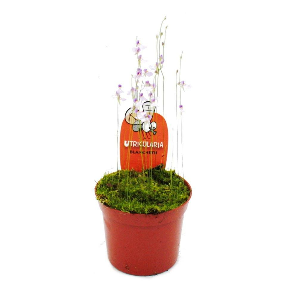Plante carnivore - tuyau d'eau - utricularia blanchettii - pot 9cm - rareté