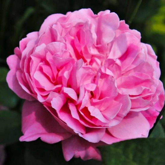 Rosier Grimpant 'Pink Cloud'…