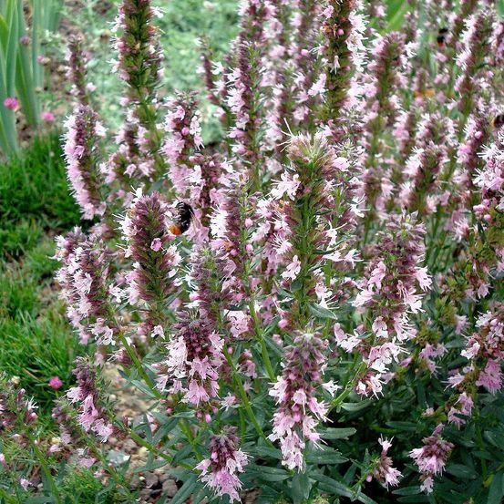 Hysope à fleur rose lot de 9 godets