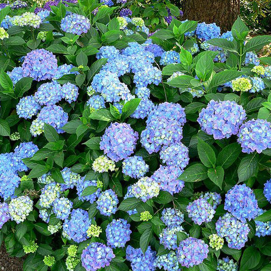 2 x hortensia 'blauer prinz' - hydrangea macrophylla 'blauer prinz' - 25-30 cm pot