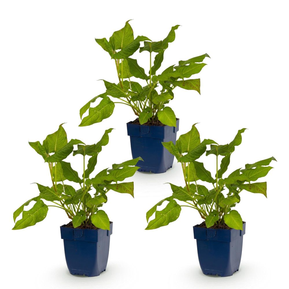 Renouée - lot de 3 - pot 11 cm - hauteur 25 cm - plante d'extérieur