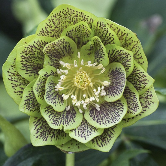 Hellébore 'double green spotted' pot de 2l/3l