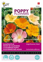 Buzzy poppy flowers pavot de californie