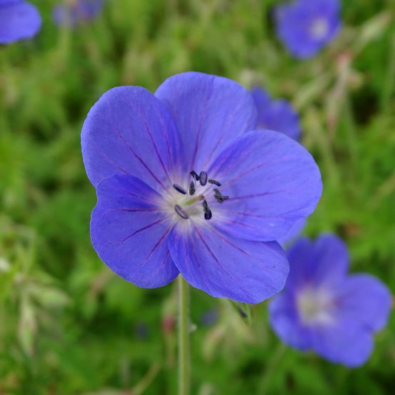 Géranium vivace 'brookside' godet de 8/9 cm