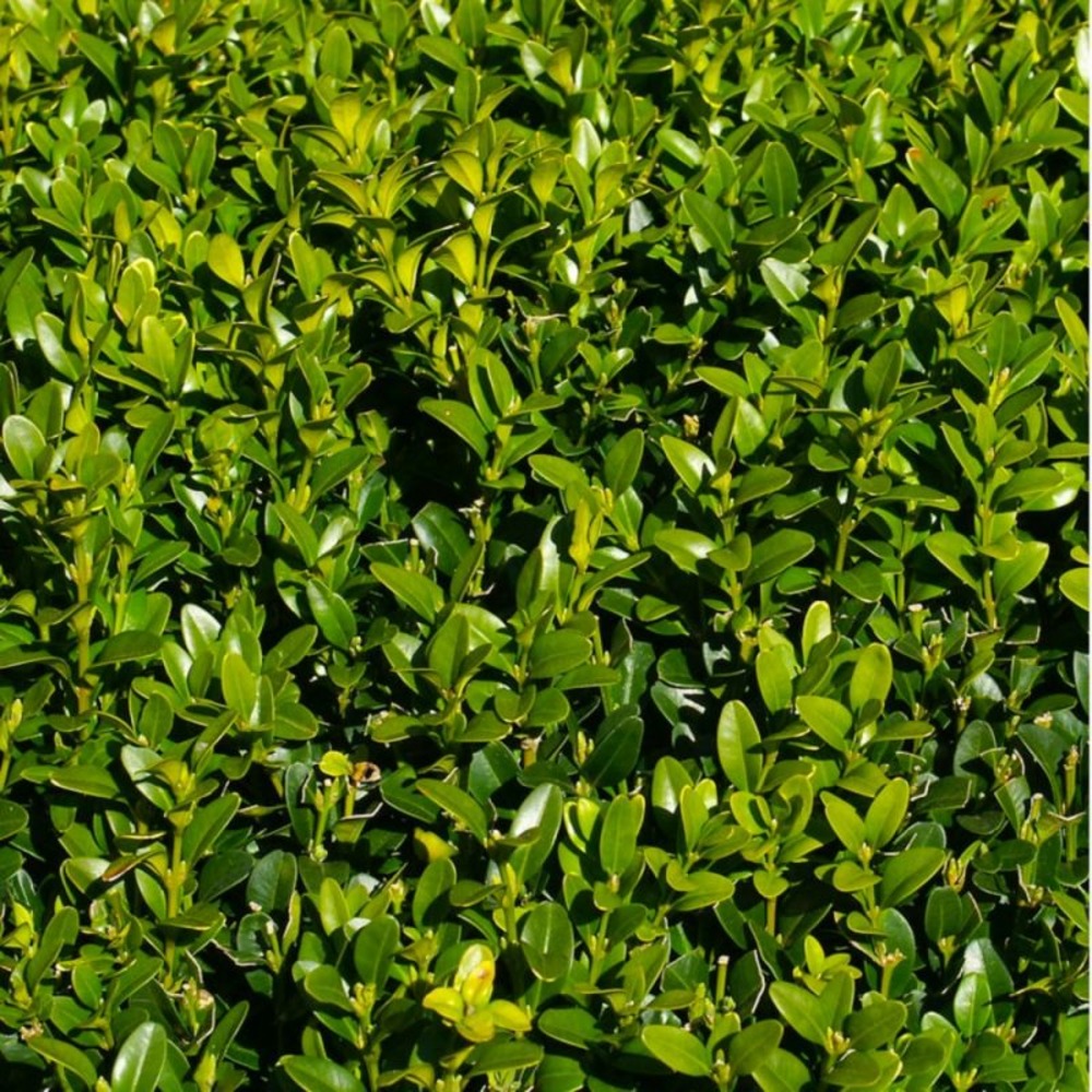 Buis commun à feuilles rondes (buxus sempervirens 'rotundifolia')