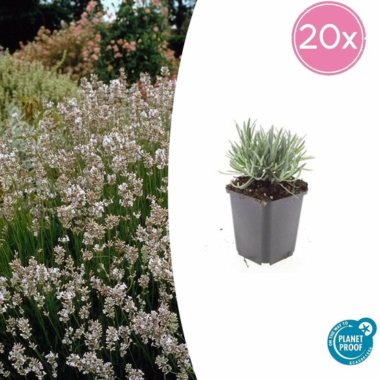 Lavande vraie blanche 'edelweiss' x20 – entre 1,25 et 1,67m2