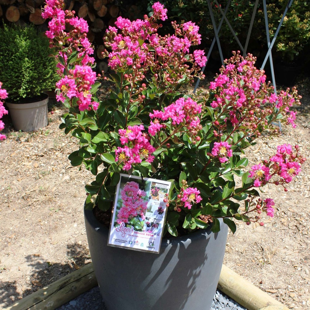 Lilas des indes 'terrasse rose' pot de 3l/4l