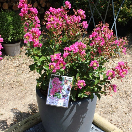 Lilas des indes 'terrasse rose' pot de 3l/4l