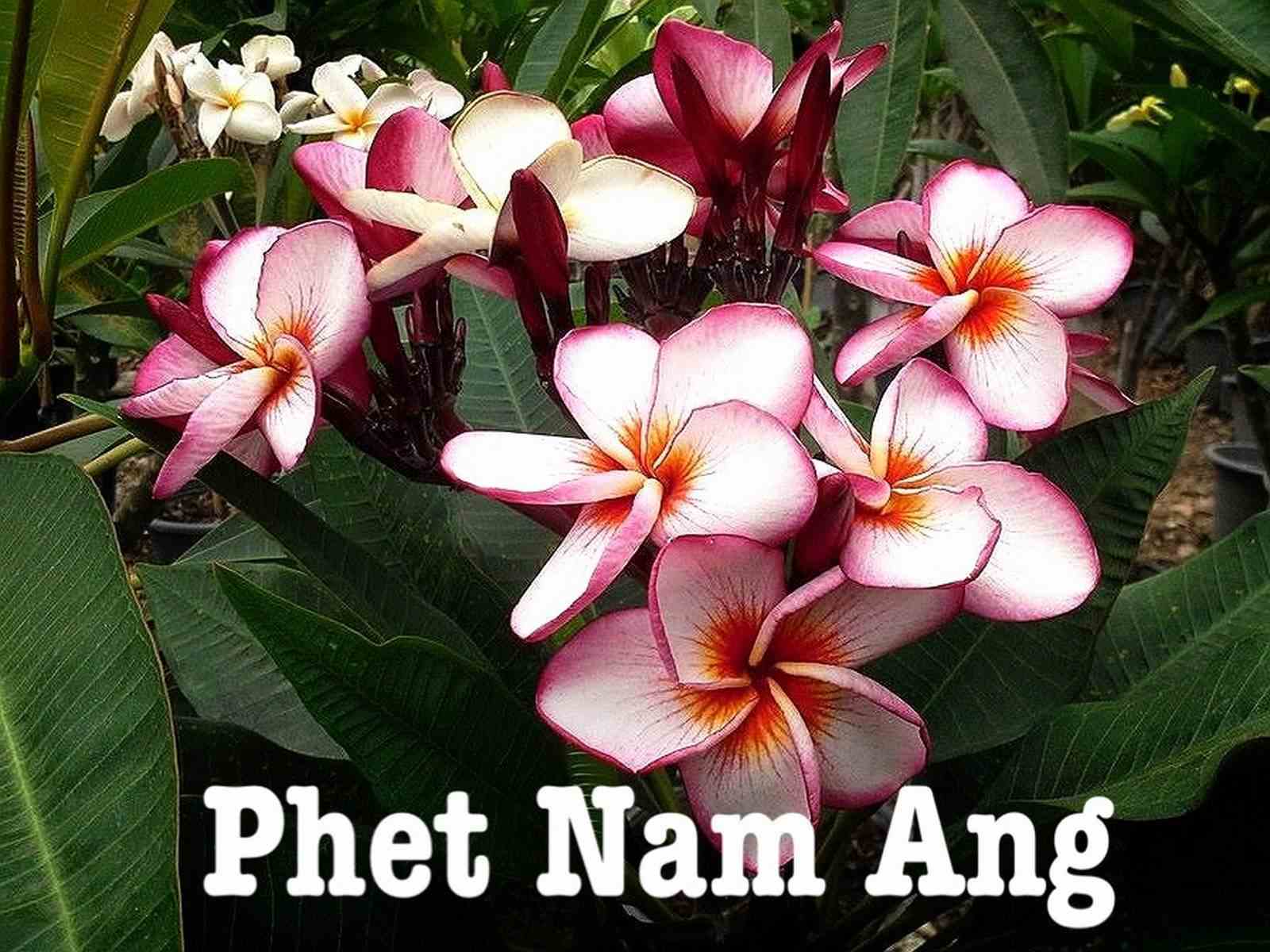 Plumeria rubra "phet nam ang" (frangipanier) taille pot de 2 litres ? 20/30 cm -   blanc/jaune/rose