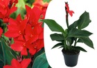 Canna 'cannova' - roseau fleuri - canna lily rouge - pot 17cm - hauteur 35-45cm