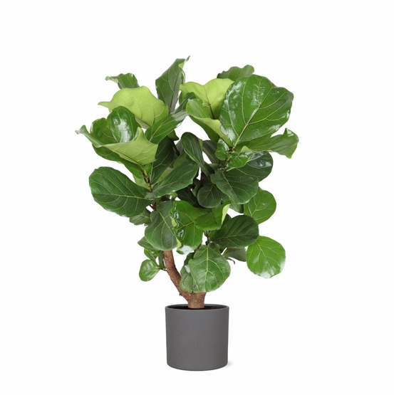 Ficus lyrata et son pot anthracite - hauteur 110cm