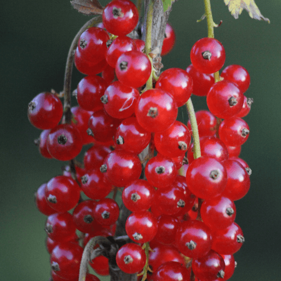 Groseillier rouge jonkheer van tets - ribes rubrum jonkheer van tets pot 2l