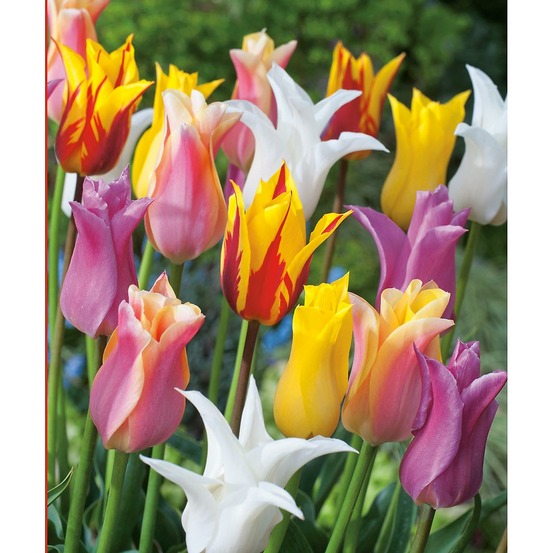 Melange tulipes fleurs de lys - 10 bulbes
