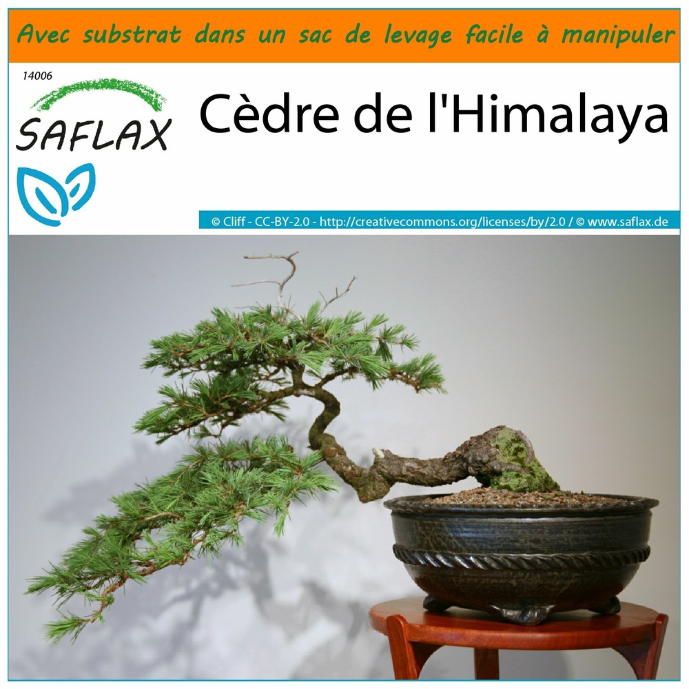 Garden in the bag - cèdre de l'himalaya - 35 graines - cedrus deodara